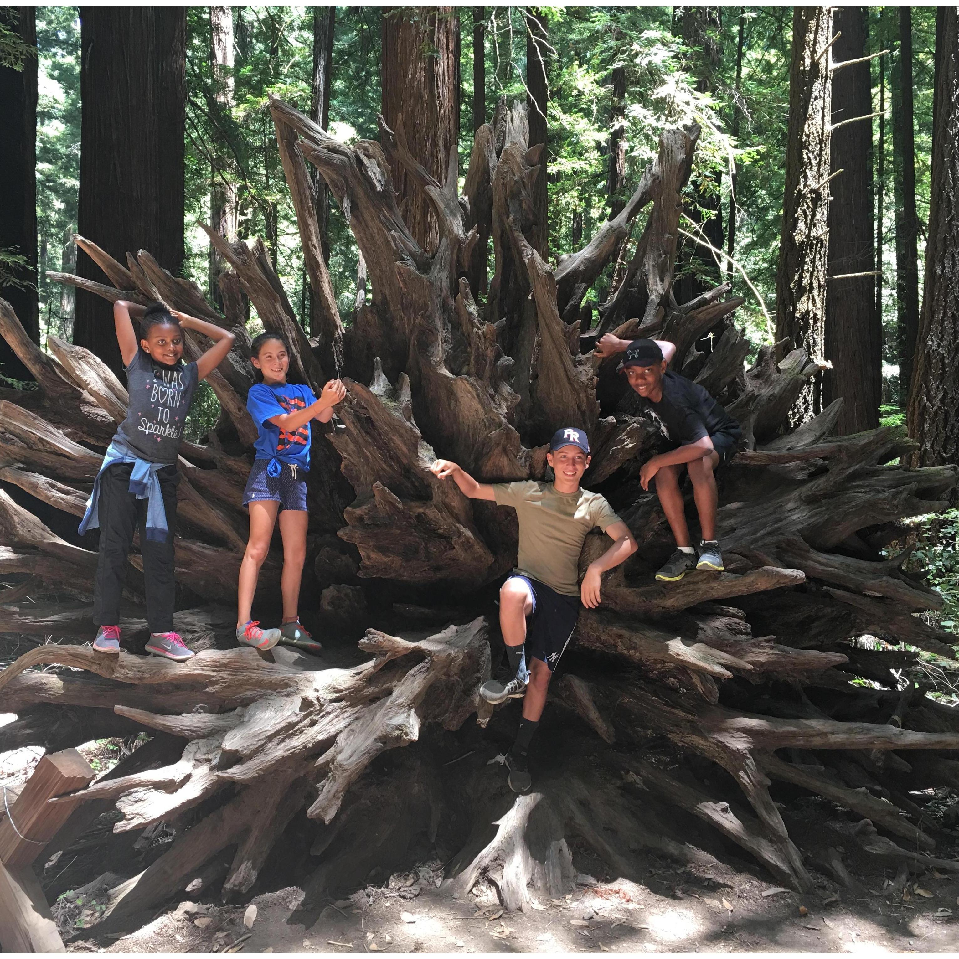 The kids enjoying the redwoods together.