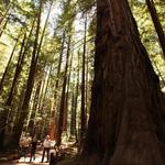Armstrong Redwoods State Natural Reserve