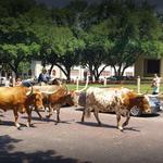 Fort Worth Stockyards Station