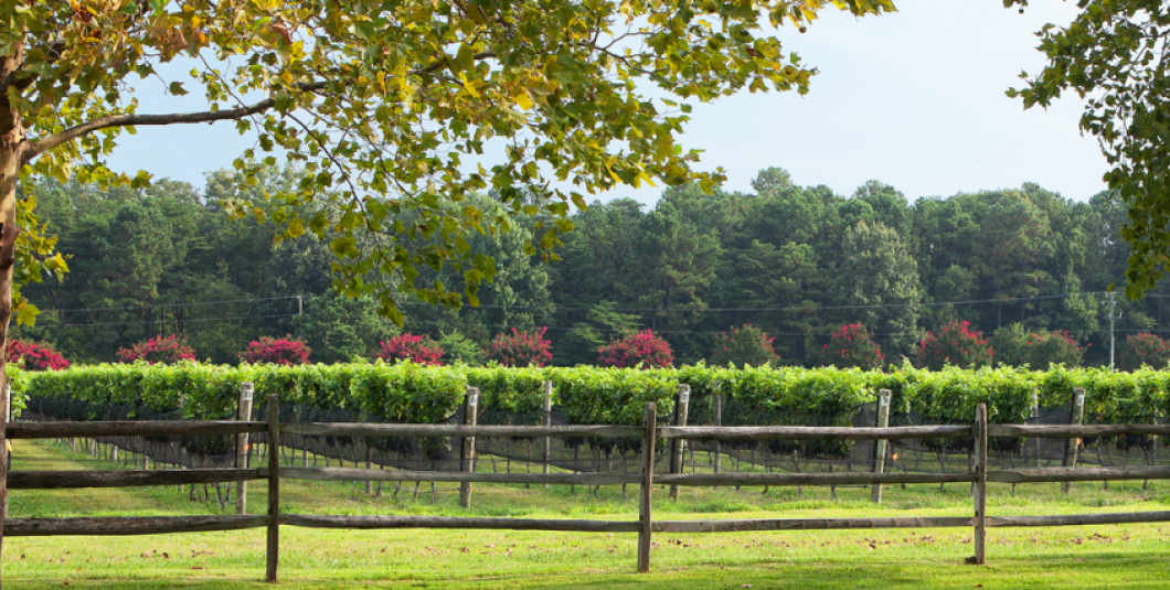The Wedding Website of Tony Vicario and Chelsea Lisk