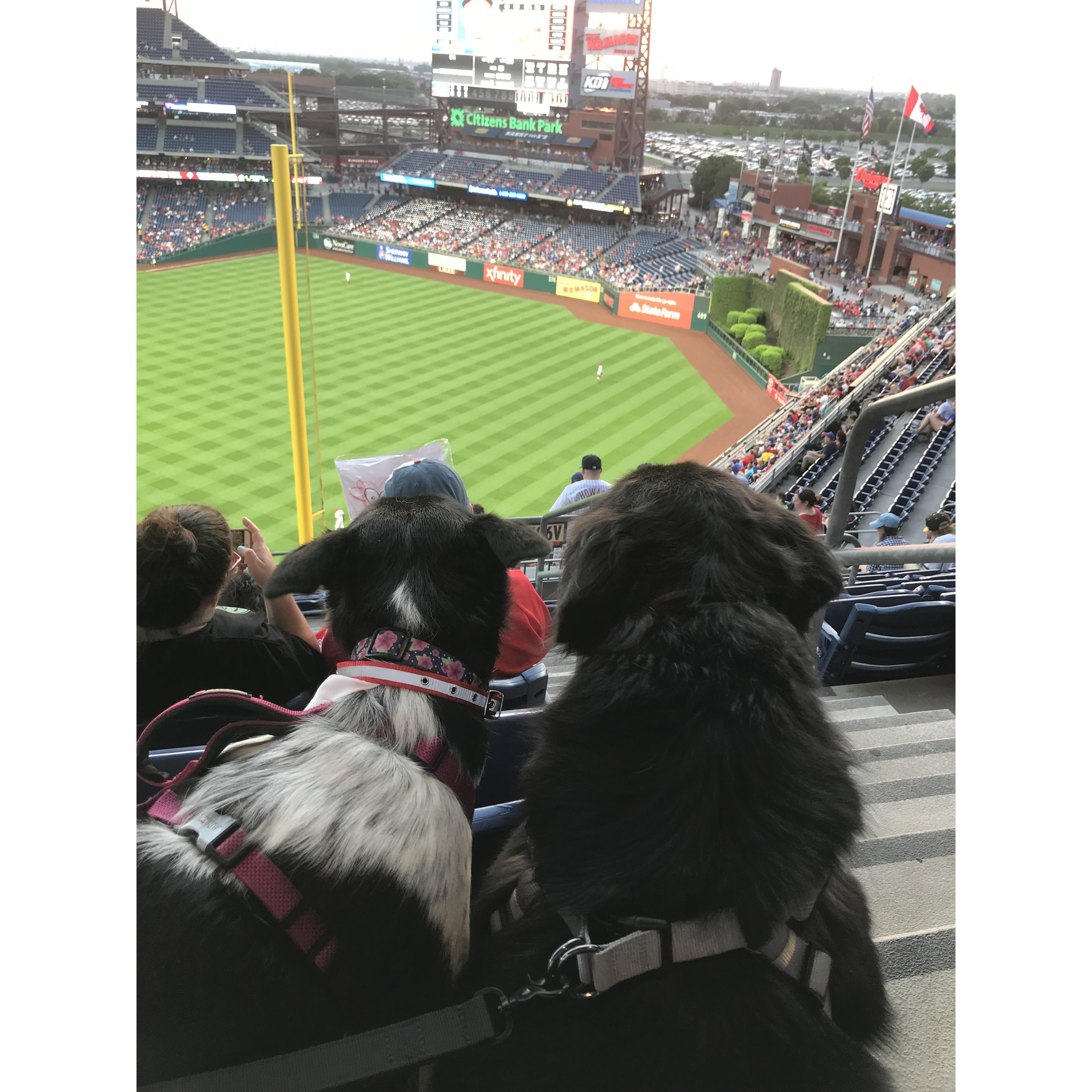puppies' first baseball game