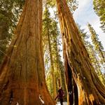 Sequoia National Park