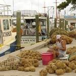 Tarpon Springs Sponge Docks