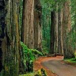 Armstrong Redwoods State Natural Reserve