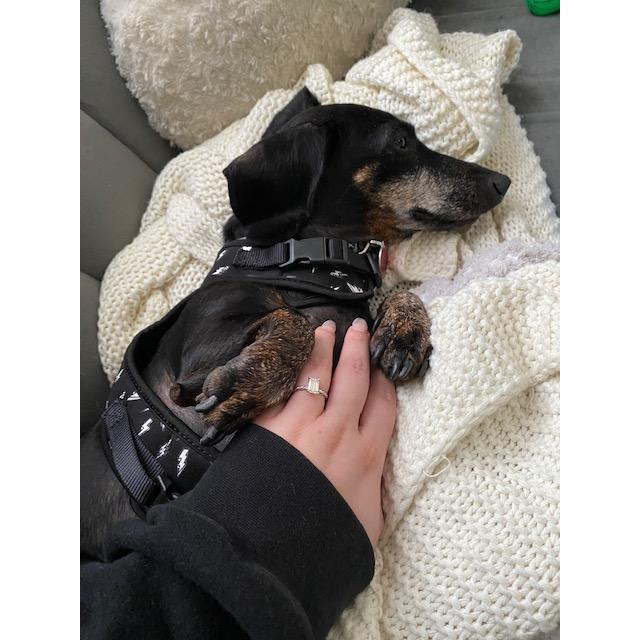 We adopted Maxx a week after we got engaged!