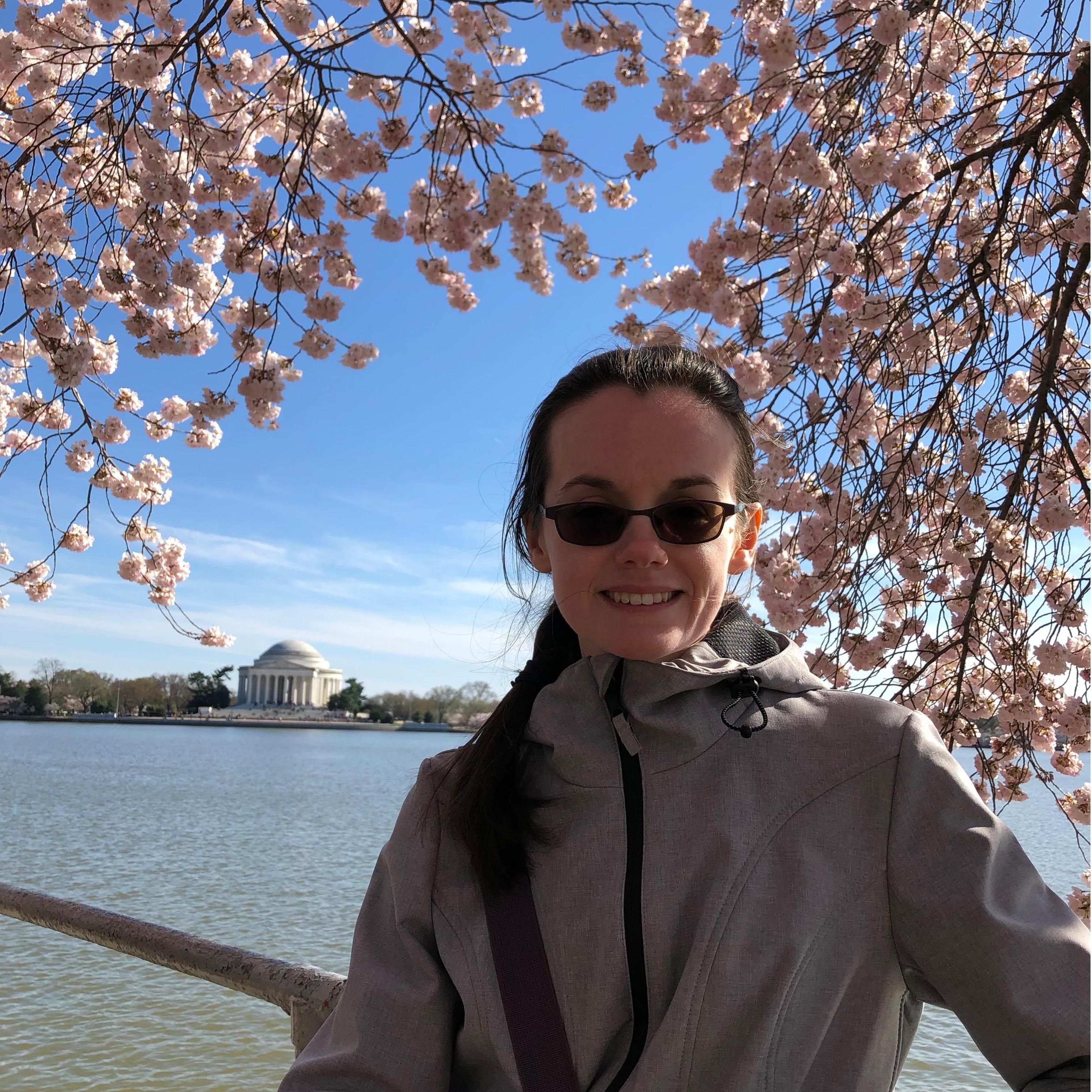 Cherry Blossom season in Washington DC