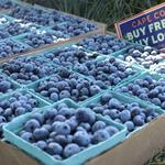 Hokum Rock Blueberry Farm
