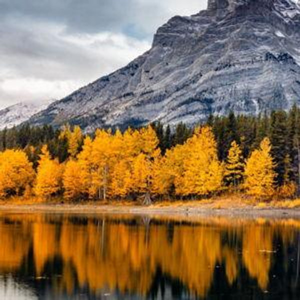 [Honeymoon] Golden Larches Expedition