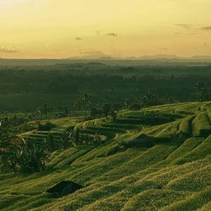 Rice Paddy Tour in Bali