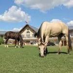 Amish Country Riding Stable