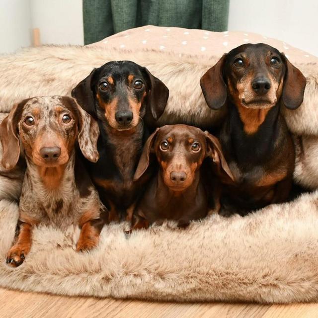 Cosy cave, Cave dog, Cave greyhound, Dog bed luxury, Dog blanket fur, Greyhound cave