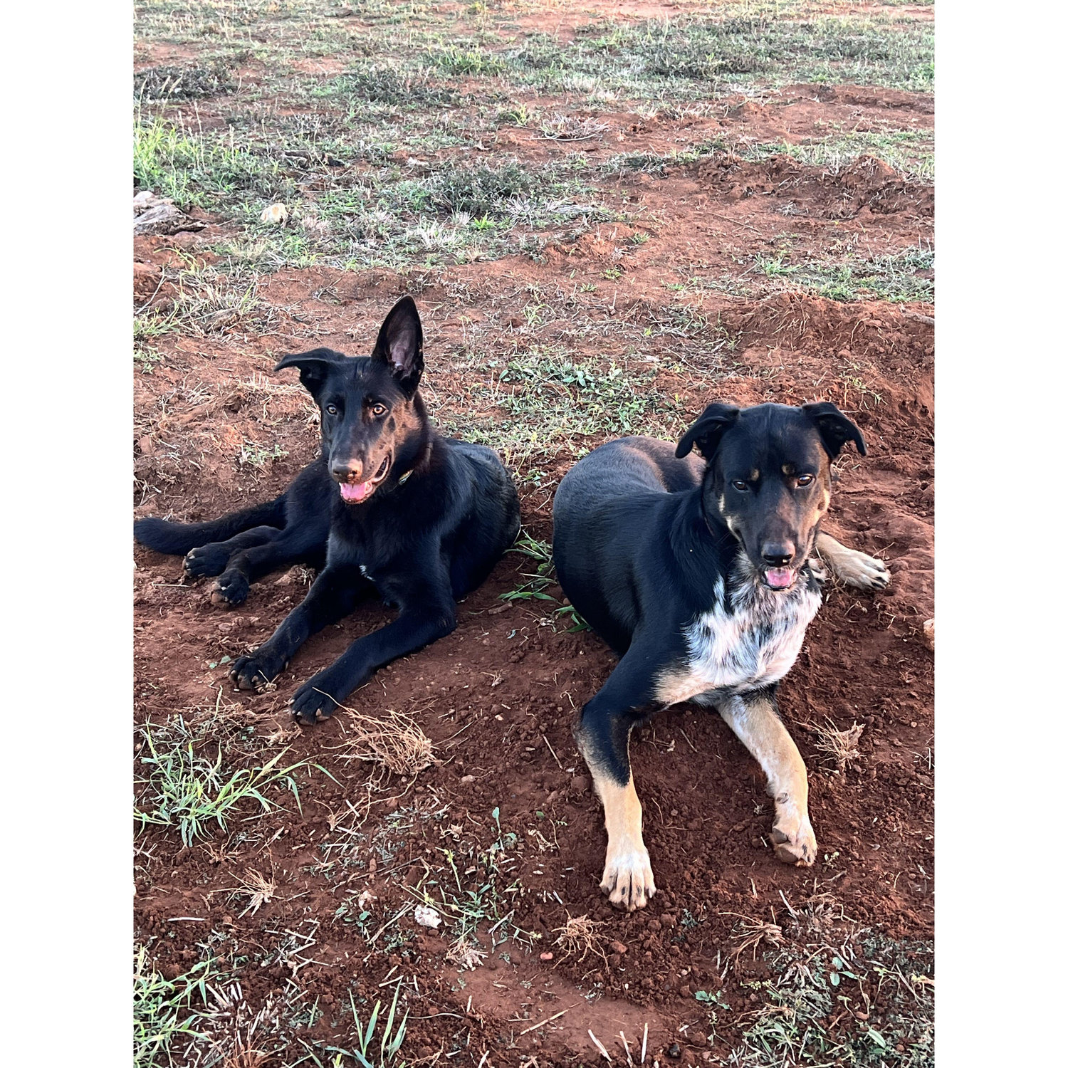 Lexi & Roofus
