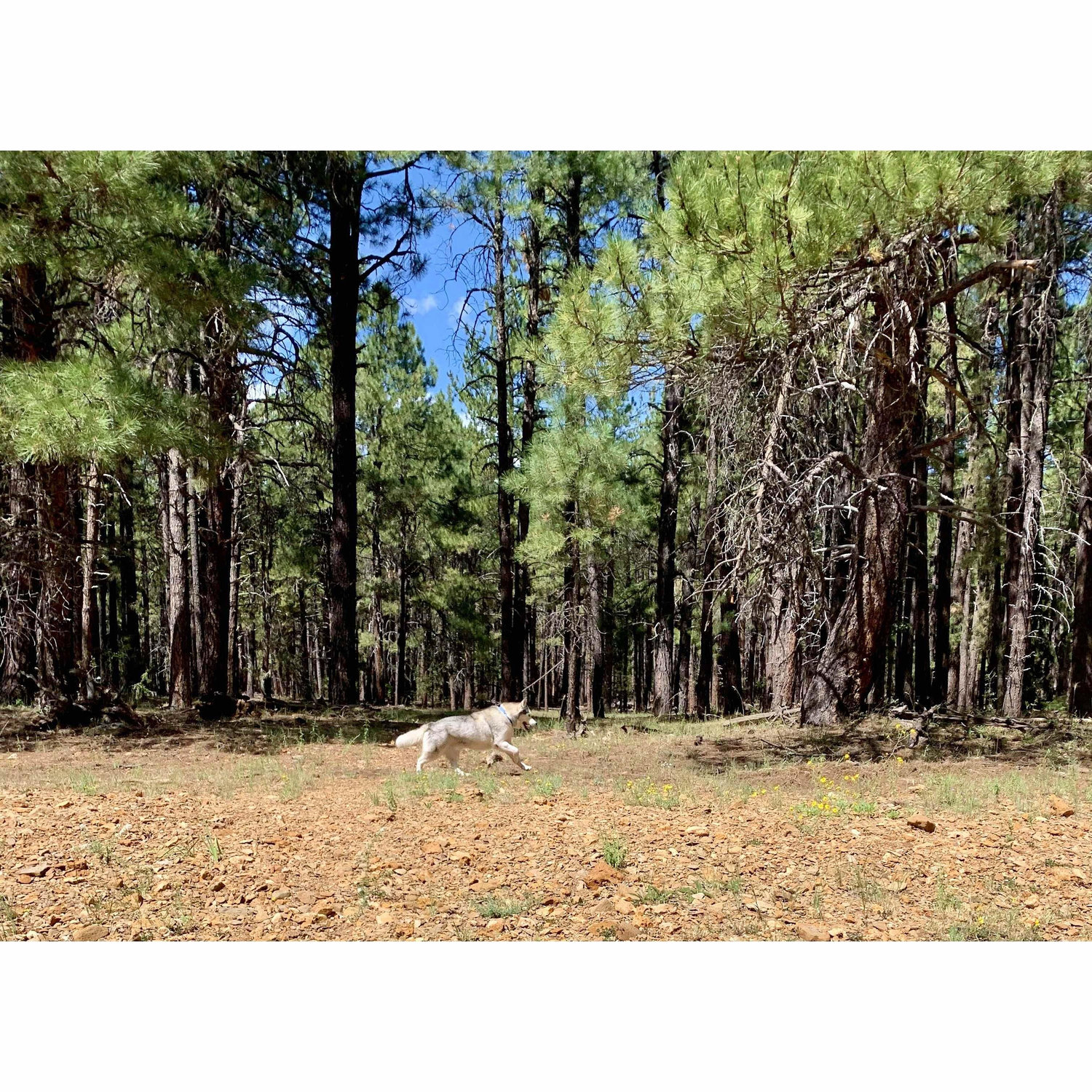 Our Flashy Boy running free in Heber, AZ