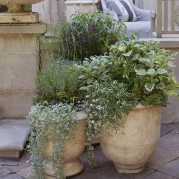 Plantas