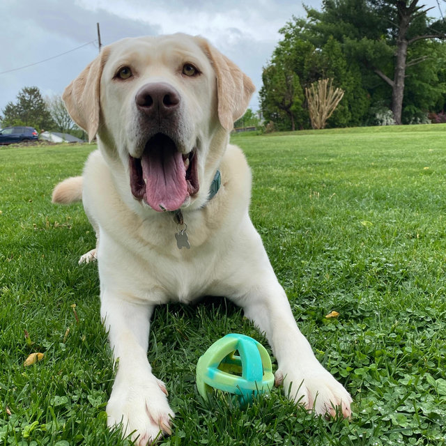 Cash for Dash🐾
