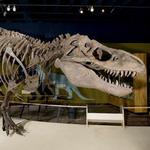 Cleveland Museum of Natural History