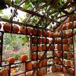 Live Oak Canyon pumpkin patch