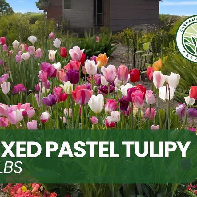 10 Mixed Pastel Tulip Bulbs – Soft Spring Blooms – Easy-to-Grow Perennial Flowers for Garden Borders & Containers