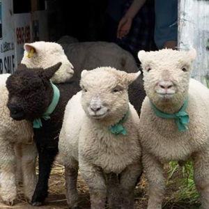 Babydoll Sheep Fund