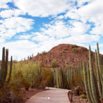 Desert Botanical Garden