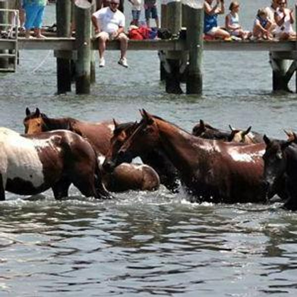Chincoteague Pony Swim and Camping Trip