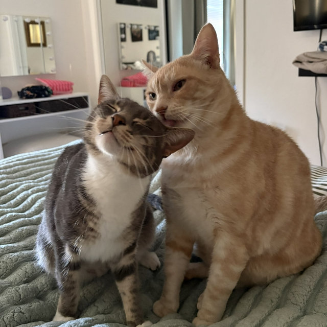 Cat Sitter Fund