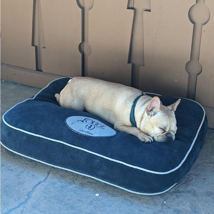Luna enjoying her VIP status at the Lodge at Vail