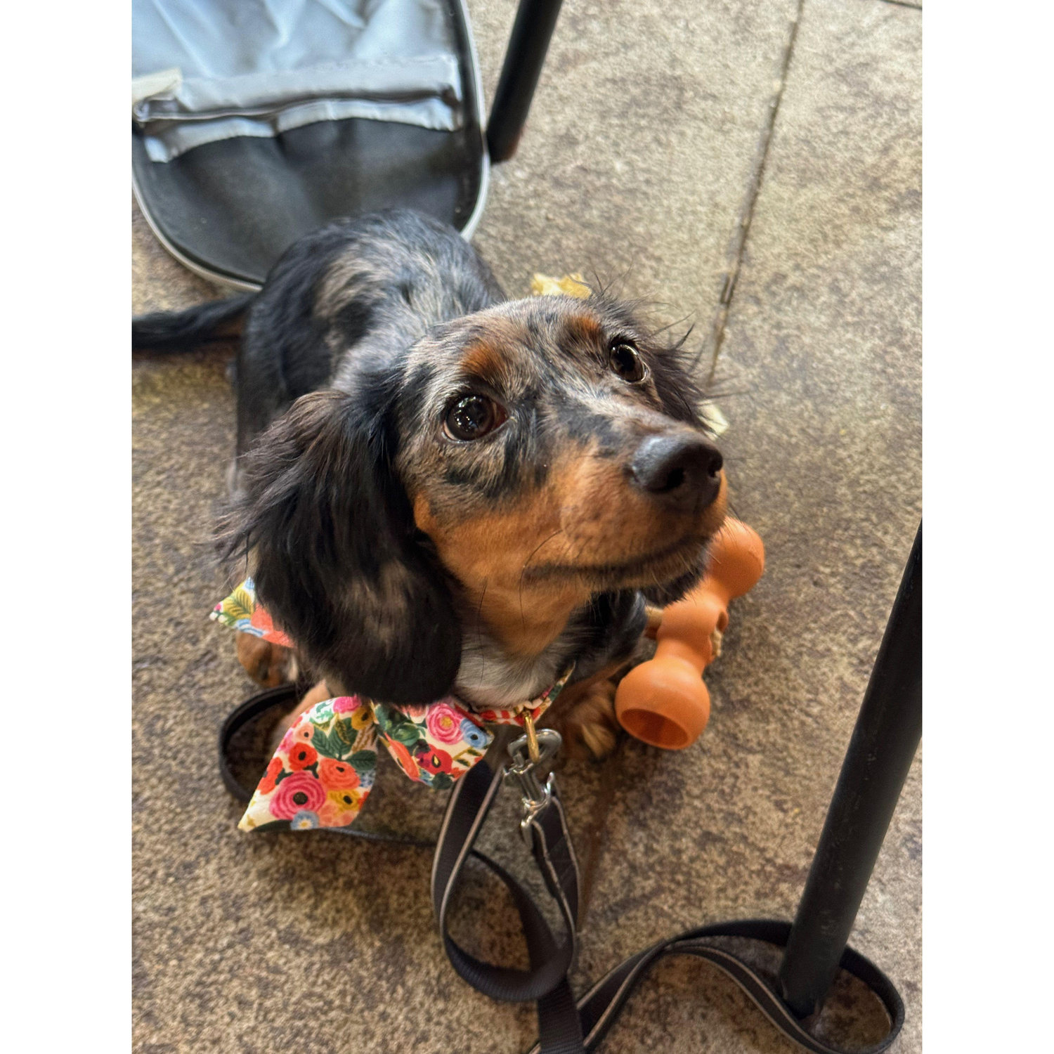 Our girl Charlie