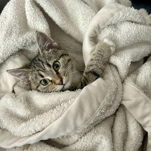 Help us Pamper Button