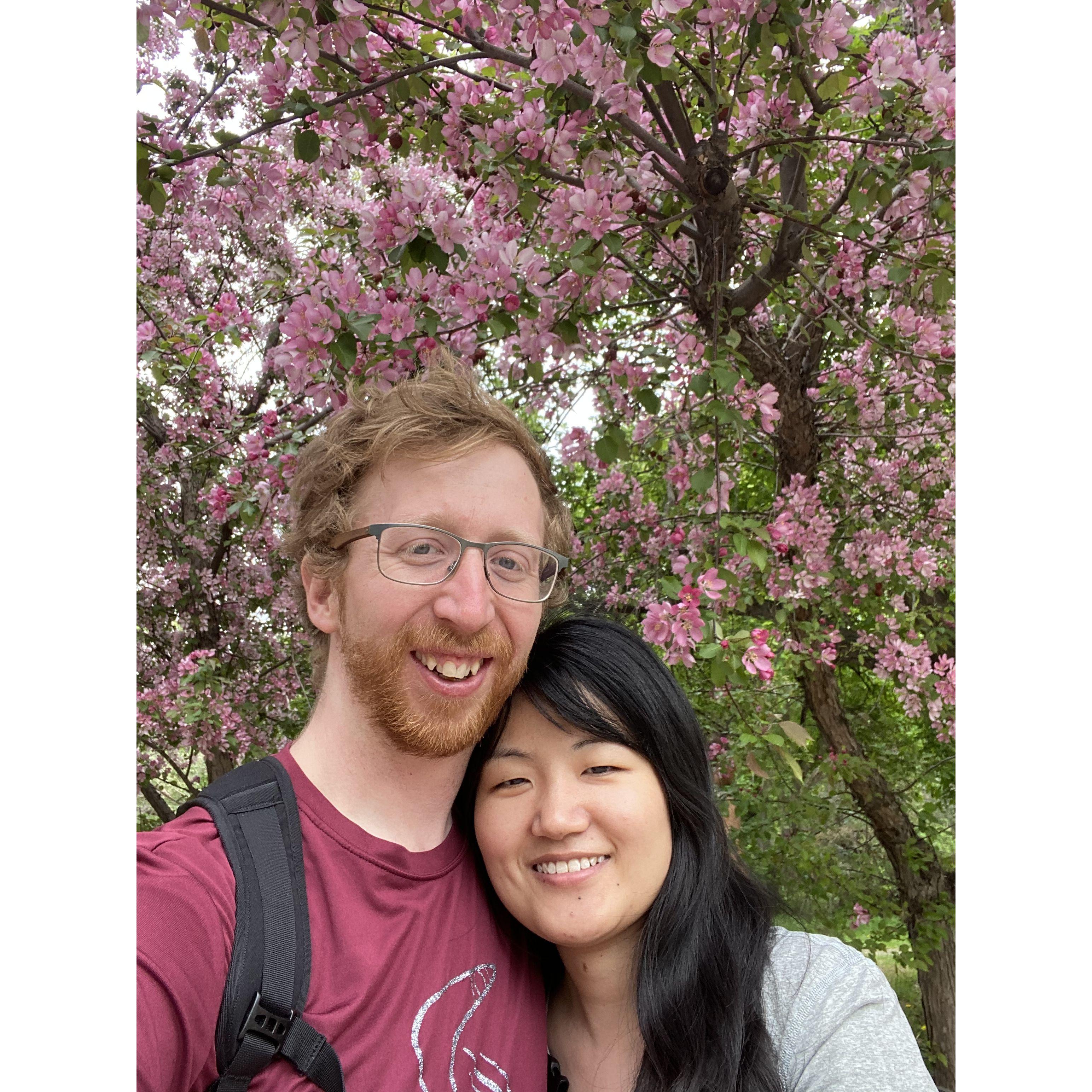 Cherry trees in the Edmonton river valley