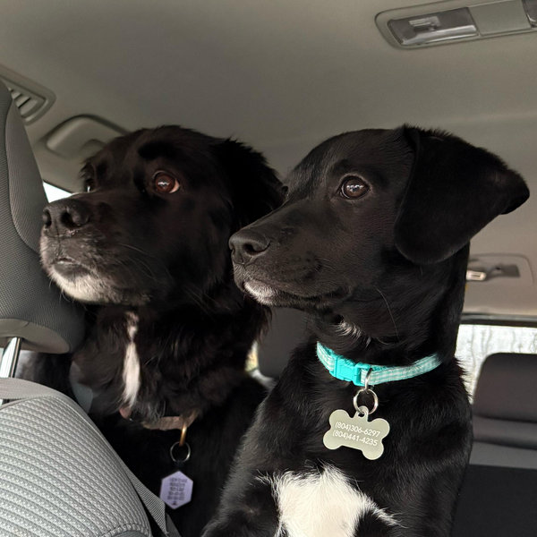 Pup Fund