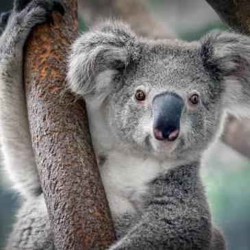 Australian Wildlife Experience