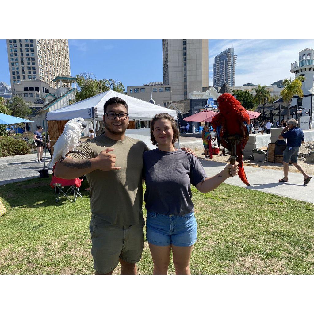 Parrots in San Diego, CA, 2022.
