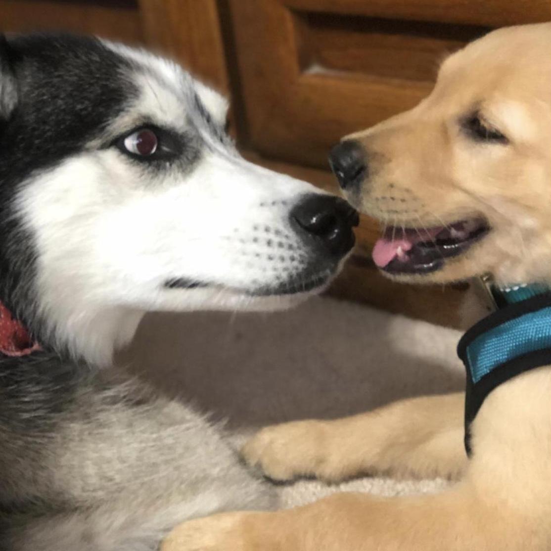 Our baby floof met a slightly bigger floof - Annabelle came home 7/4/2020.