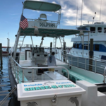 Chase-N-Fins Dolphin Cruise