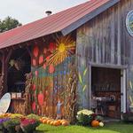 Go Pumpkin Picking at Hartshorn's Farm