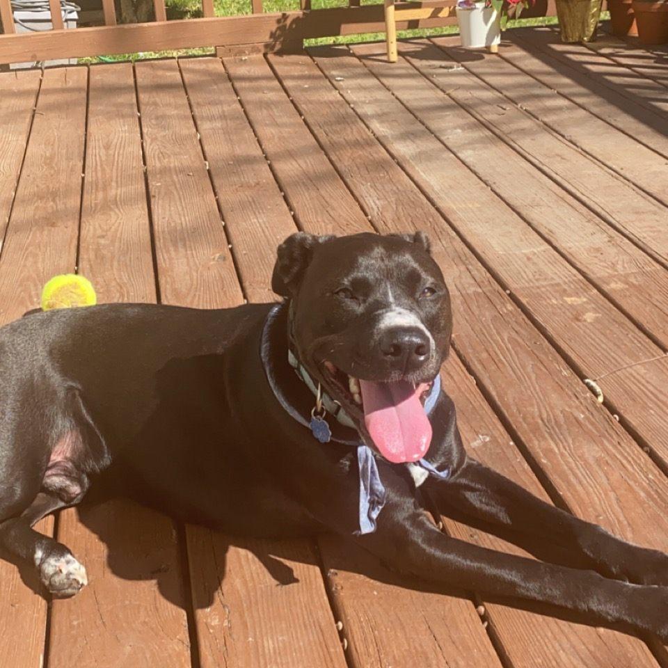 We bought a house in 2022 - Gibson is thrilled to have a backyard!