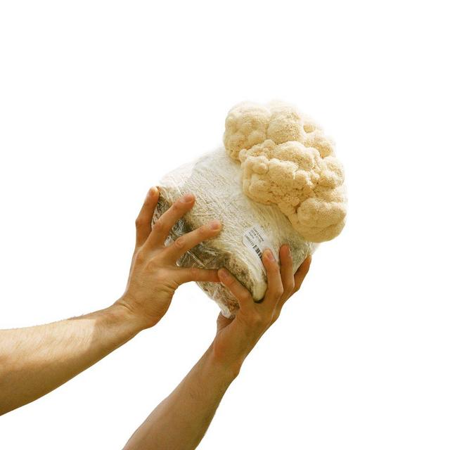Lion's Mane Grow Kit