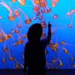 Monterey Bay Aquarium