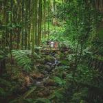Hawaii Tropical Bioreserve & Garden