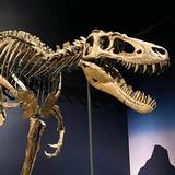 Burpee Museum of Natural History