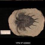 Yale Peabody Museum