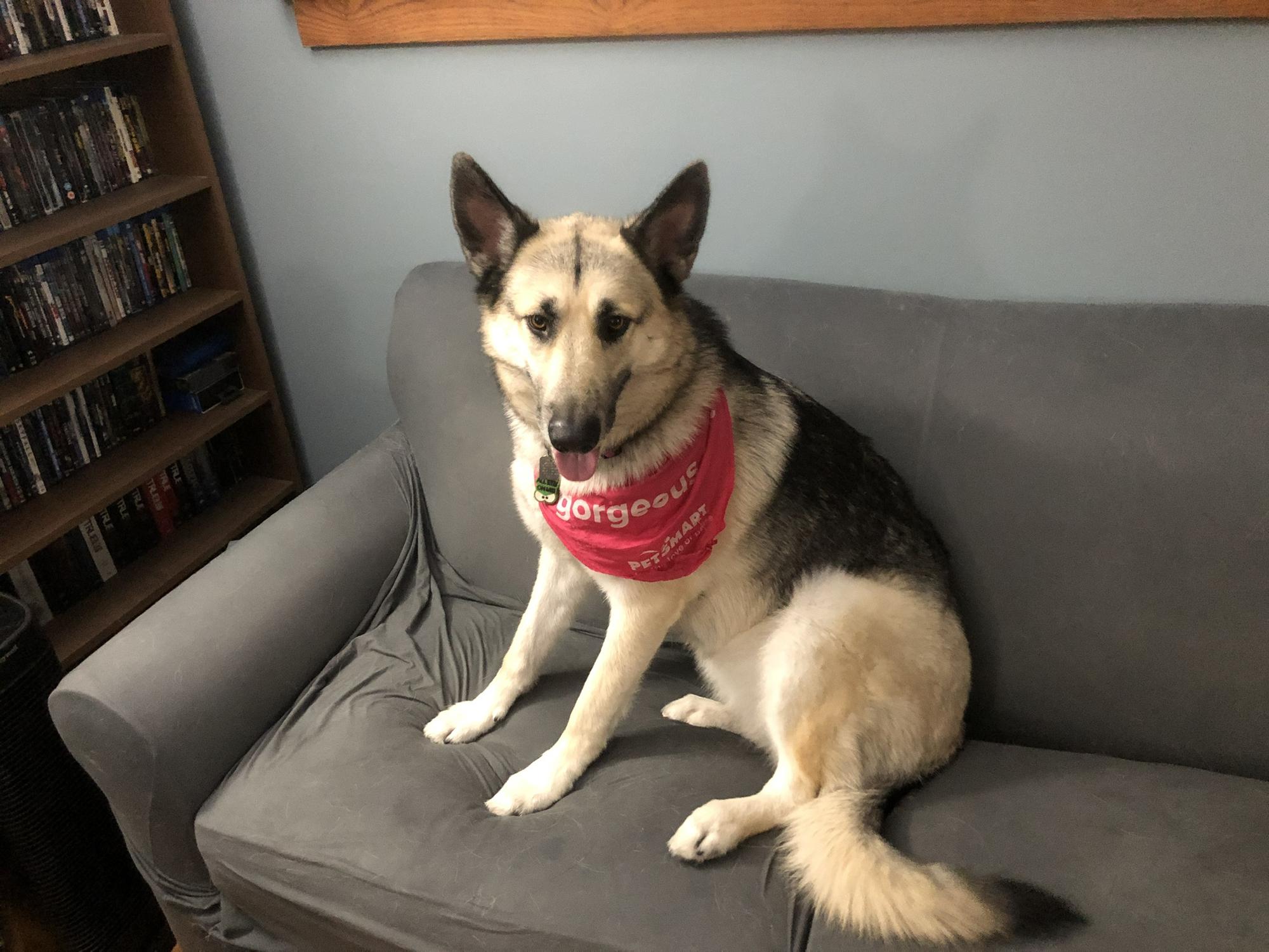 Freyja after a day at the salon.