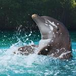 Swimming with Dolphins