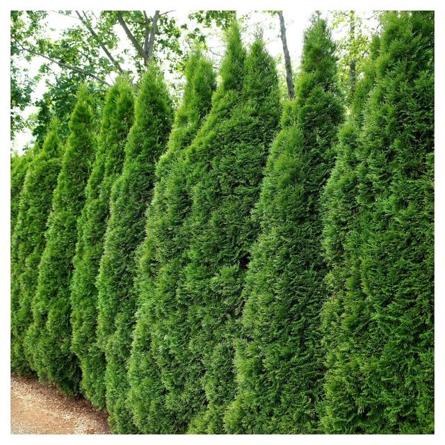Arborvitae 'Emerald Green' 1pc - National Plant Network U.S.D.A Hardiness Zone 4-9 - 2.25 Gallon