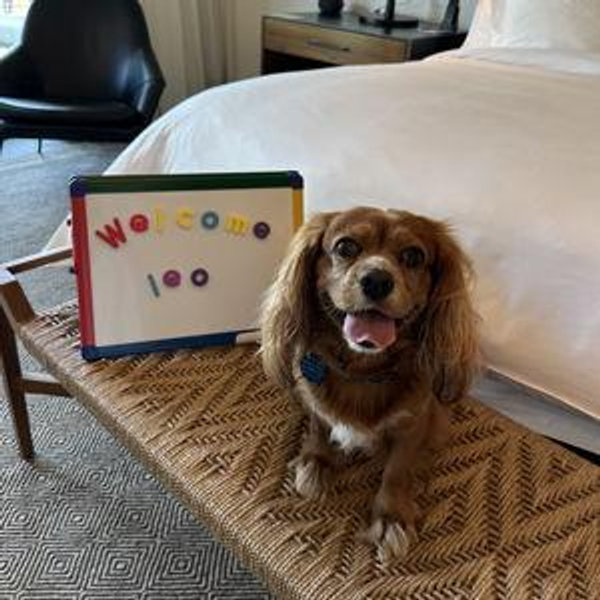 Leo's Hotel For Our Honeymoon