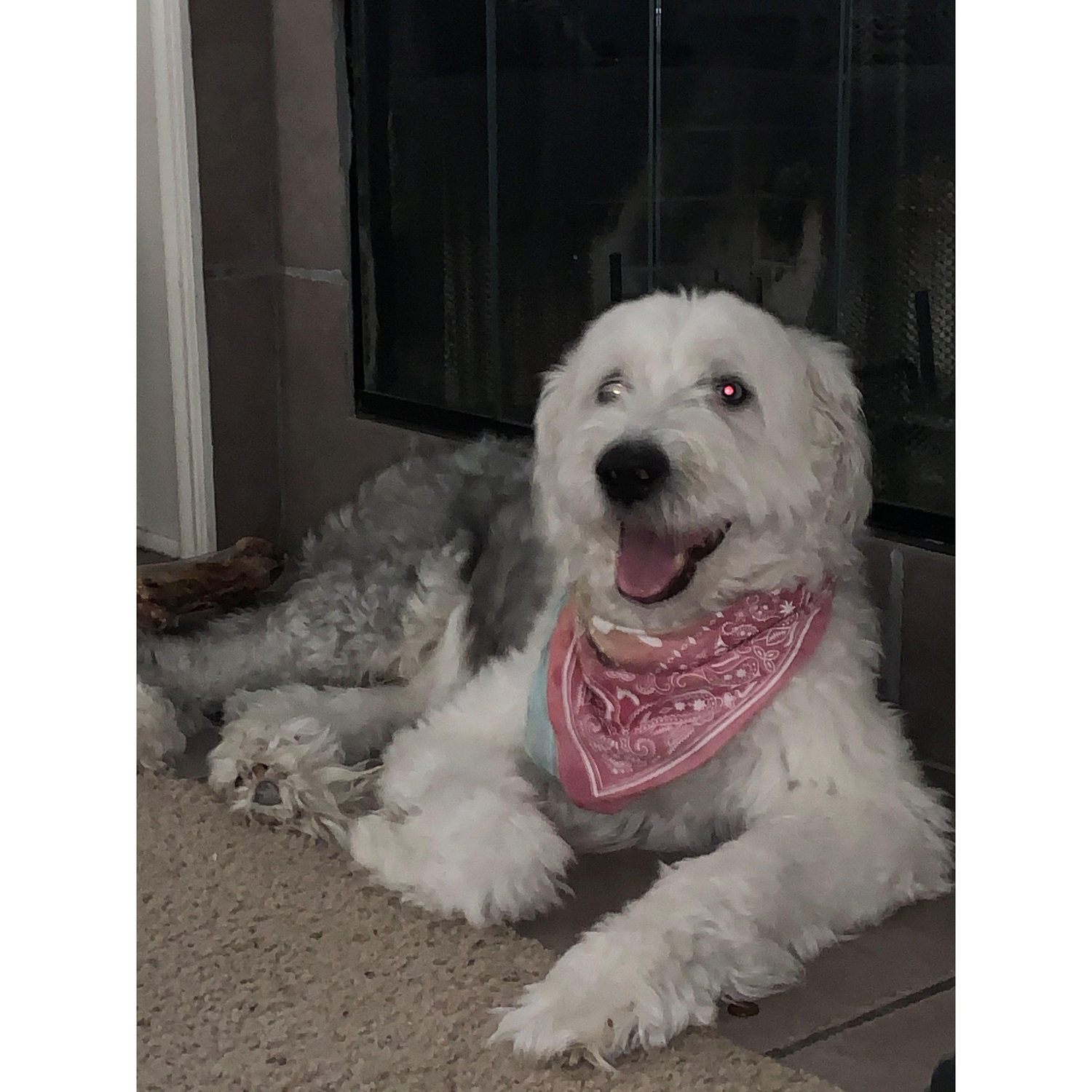 Our Guardian Angel Henry - Old English Sheepdog. Henry blessed us with 10 wonderful years.