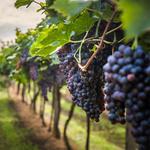 Monticello Wine Trail Tours