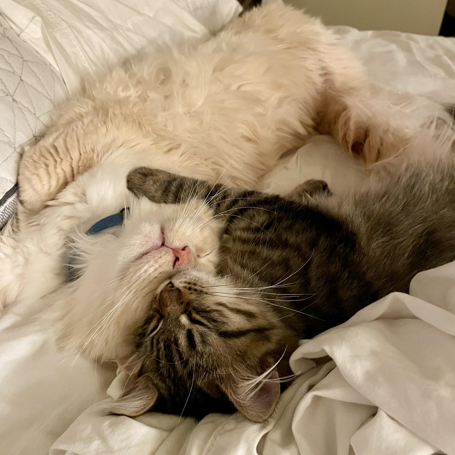 December 2023, Yeti and our new kitten Moose cuddling together! They are two of the sweetest cats.