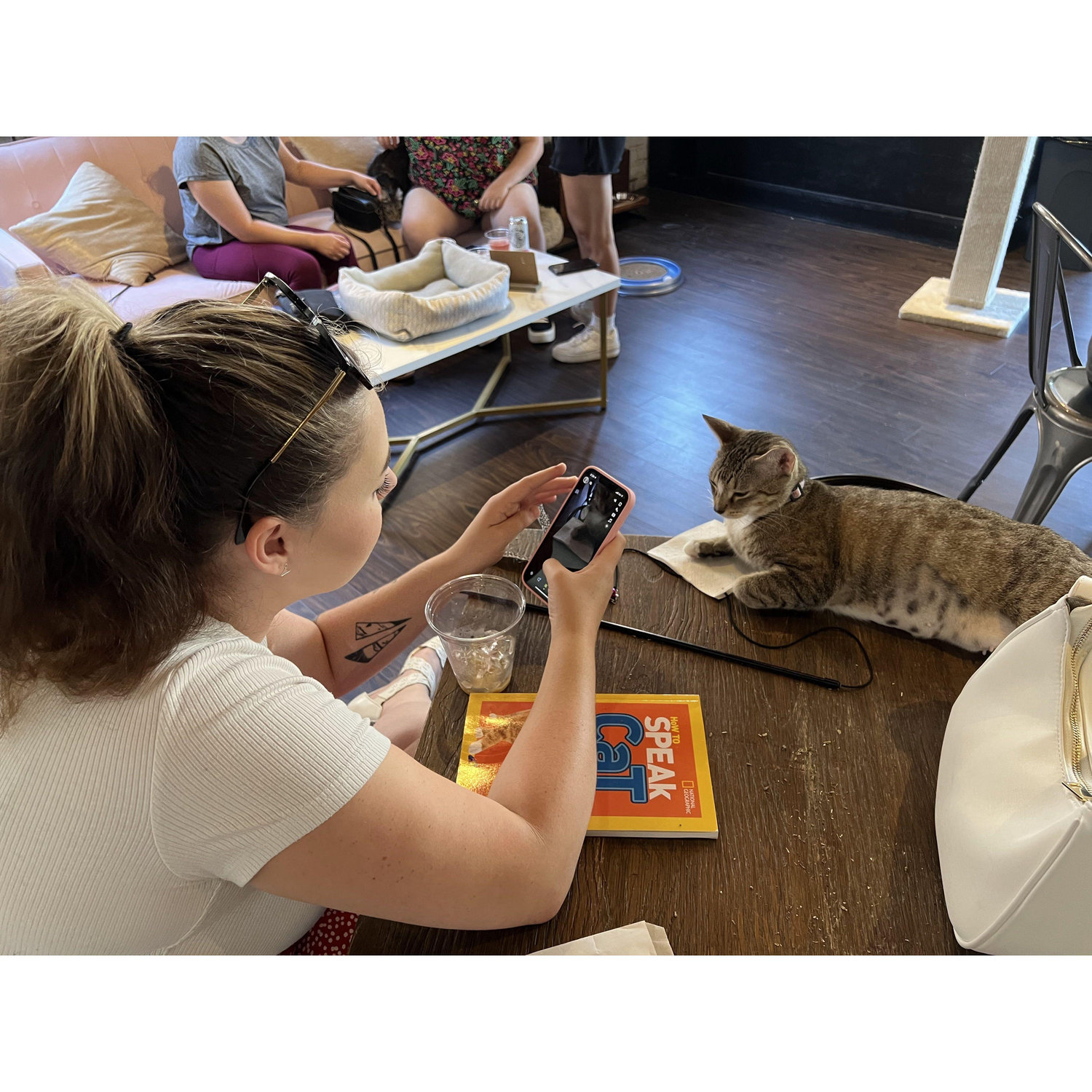Taking cute pics of hard working cats at the cat cafe in downtown Charleston